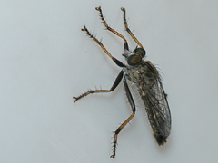 Neomochtherus geniculatus