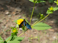Cyananthrax cyanopterus