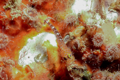 Notoclinops caerulepunctus