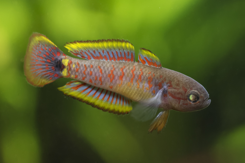 Gobie paon (Tateurndina ocellicauda Nichols, 1955)