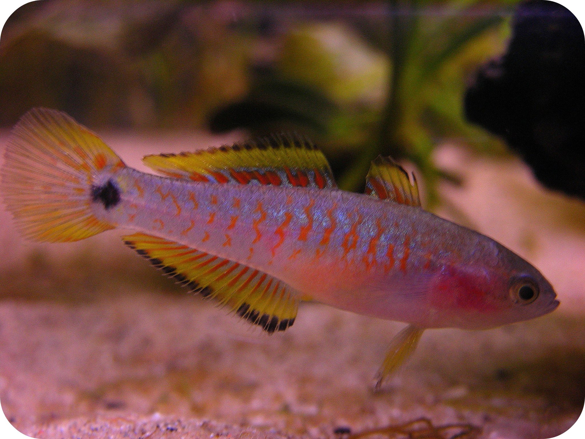 Peacock goby outlet care