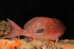 Notoclinops caerulepunctus