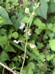 Equilabium laxiflorum