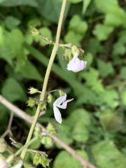 Equilabium laxiflorum