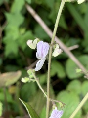 Equilabium laxiflorum