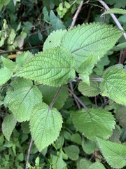 Equilabium laxiflorum