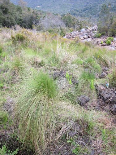 Rhytachne rottboellioides · iNaturalist