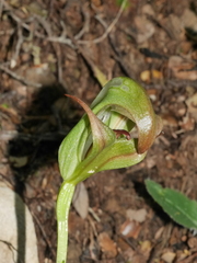 Pterostylis areolata