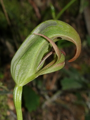 Pterostylis areolata
