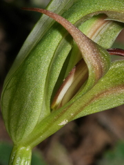 Pterostylis areolata