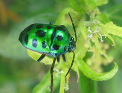 Chrysocoris stollii