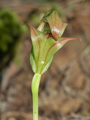 Pterostylis areolata