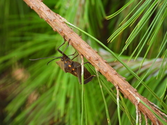 Pachylis heteropus