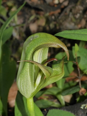 Pterostylis areolata
