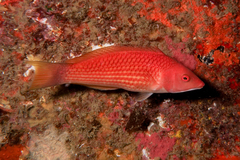 Pseudolabrus miles