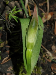 Pterostylis areolata