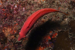 Pseudolabrus miles