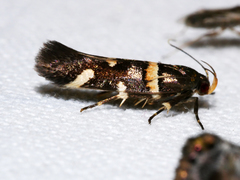 Macrobathra alternatella