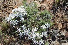 Phlox hoodii