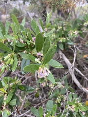 Billardiera versicolor