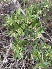 Billardiera versicolor