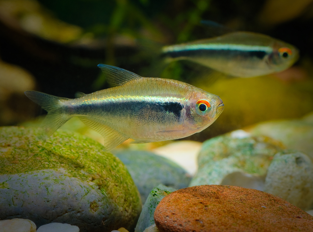Black neon tetra