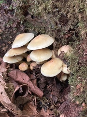 Hypholoma fasciculare