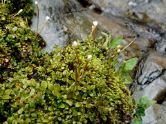 Epilobium nerteroides