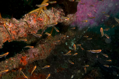 Forsterygion maryannae