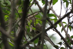 Turdus amaurochalinus