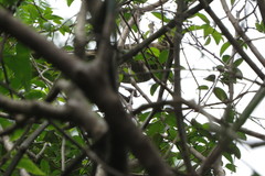 Turdus amaurochalinus