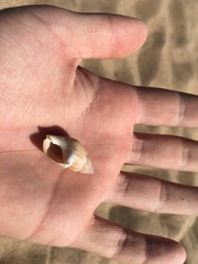 Buccinanops cochlidium