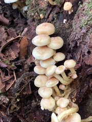 Hypholoma fasciculare