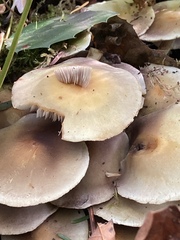 Hypholoma fasciculare