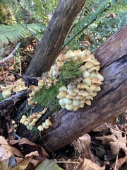 Hypholoma fasciculare