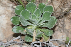 Silene gigantea