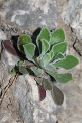 Silene gigantea