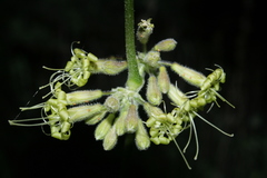 Silene gigantea