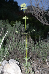 Silene gigantea