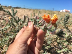 Oenothera mollissima