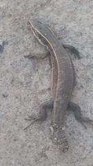 Pholidobolus montium