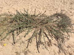 Oenothera mollissima