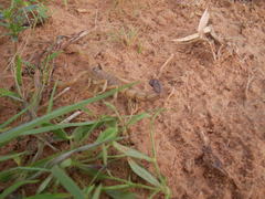 Androctonus dekeyseri