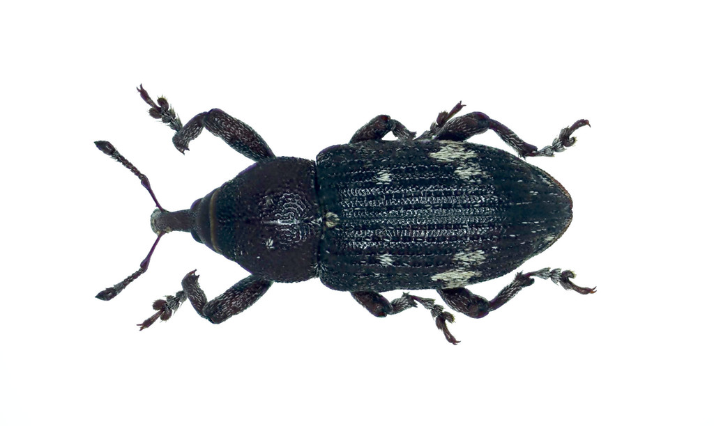 Pissodes affinis