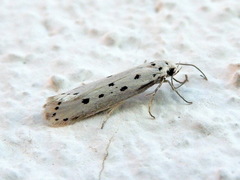 Ethmia terminella