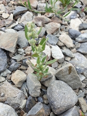 Chenopodiastrum erosum