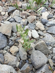 Chenopodiastrum erosum