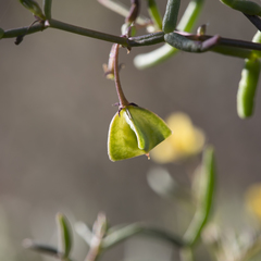 Roepera angustifolia