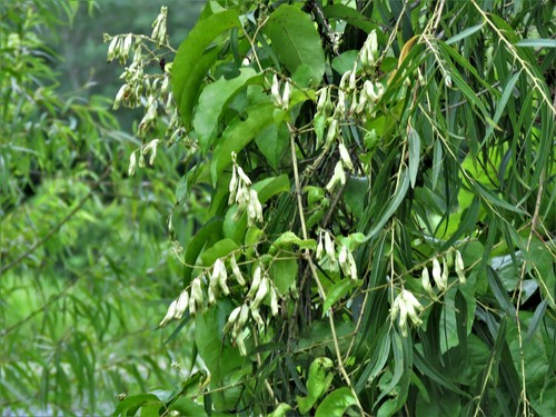 American buckwheat vine (Brunnichia ovata)