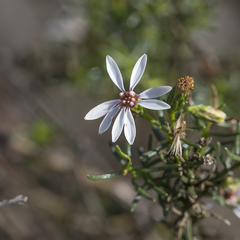 Olearia passerinoides